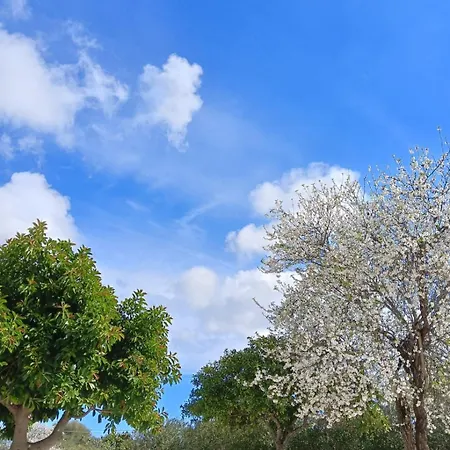 Gelsomino Siracusa *